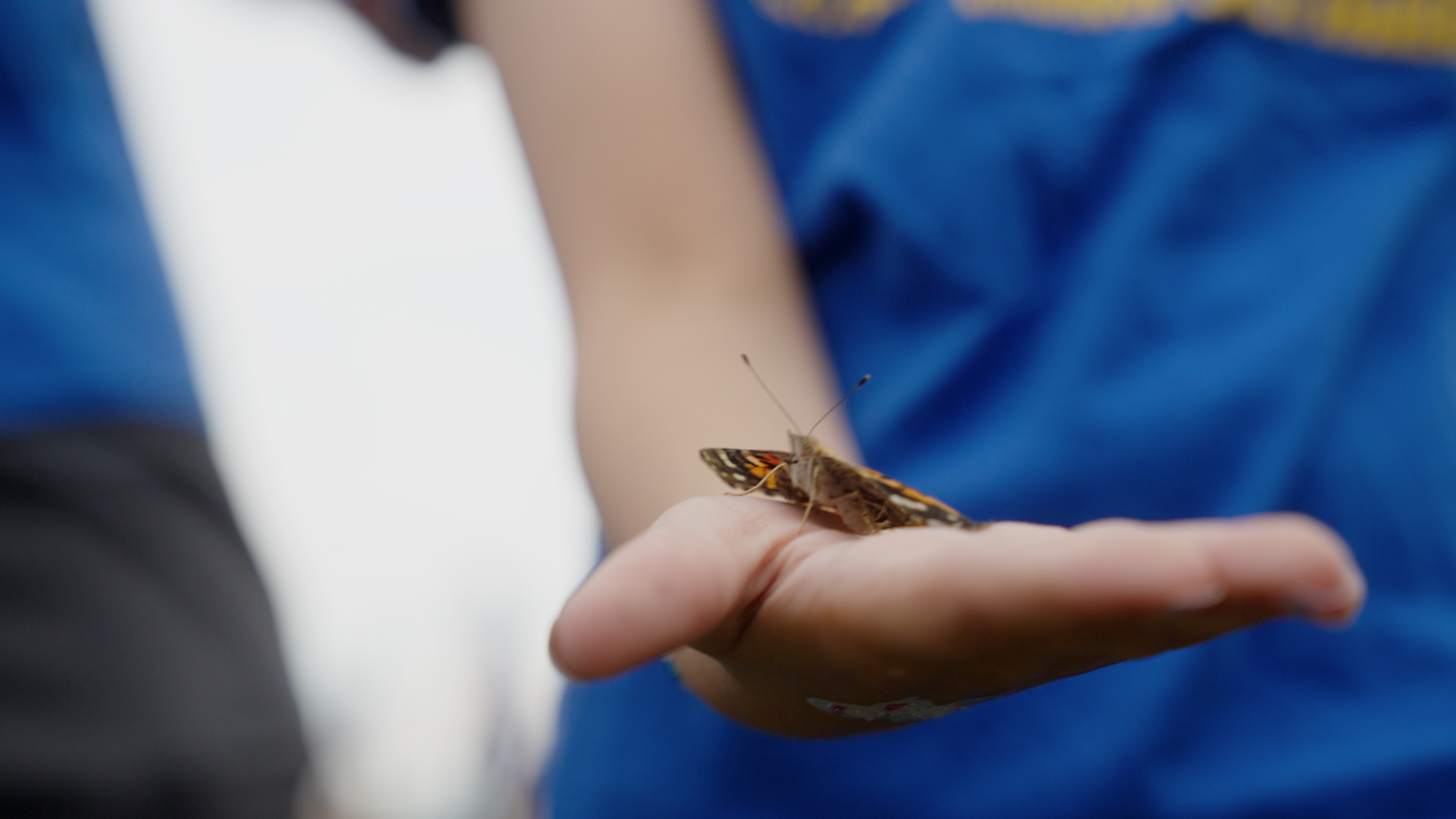 Emerson holding a butterfly at the Butterfly Release event