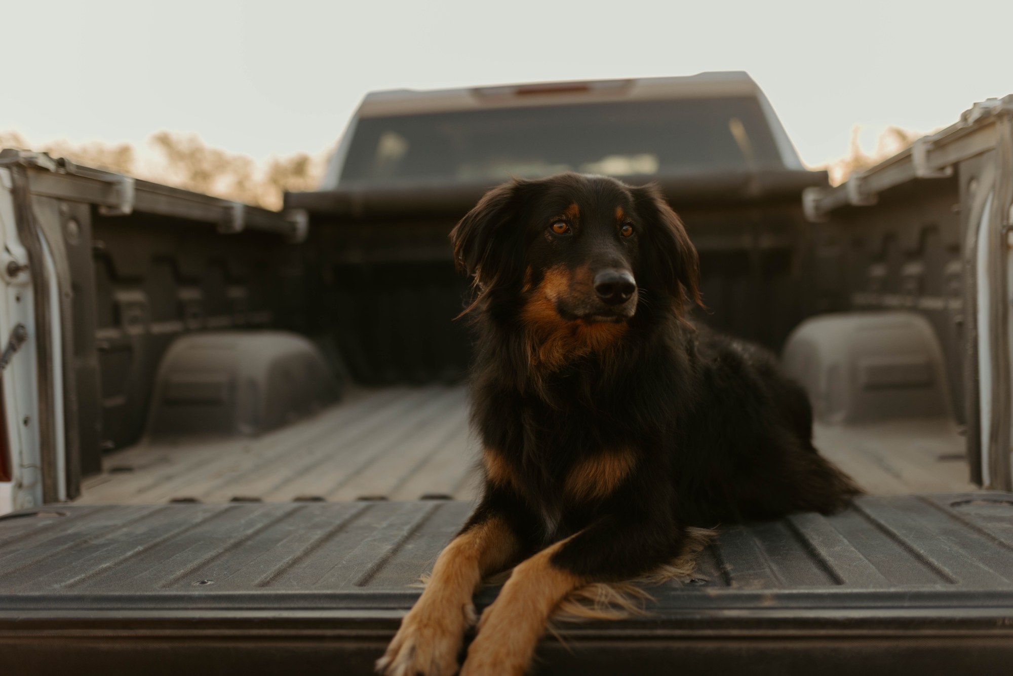 dog in the bed of a truck