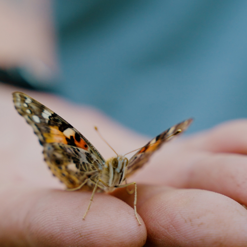 Man holding a butterfly