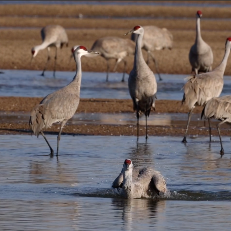 sandhill cranes in river