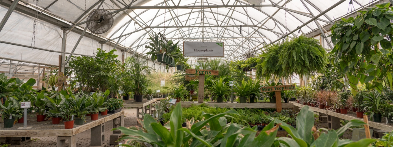 campbells greenhouse