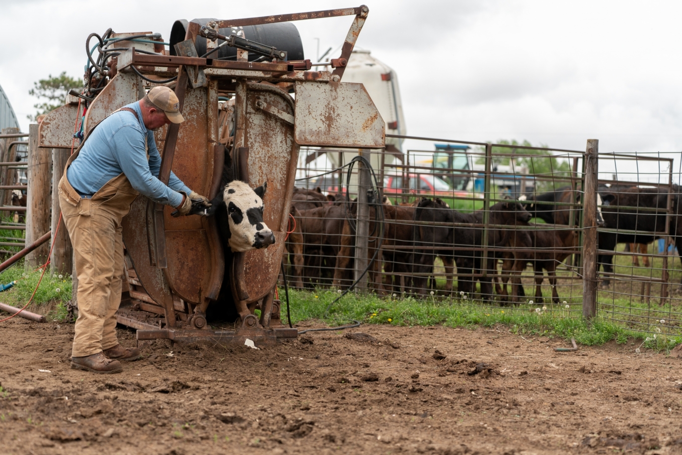 agriculture video shoot livestock
