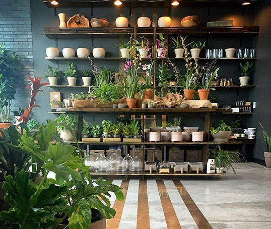 chlorophyll store interior