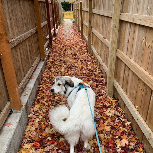 Graphic Designer Emily Bray’s Great Pyrenees, Alfie